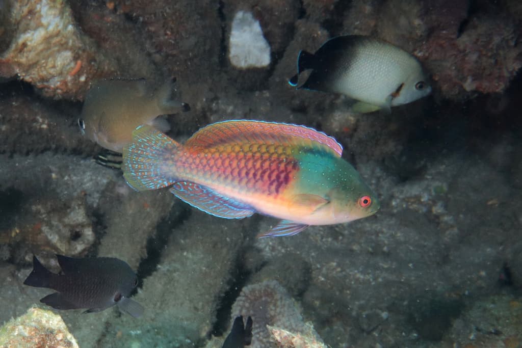 Bluehead Fairy Wrasse in a marine aquarium