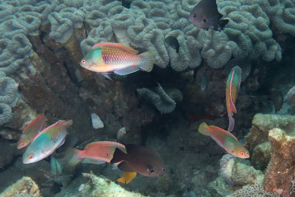 Bluehead Fairy Wrasse in a marine aquarium