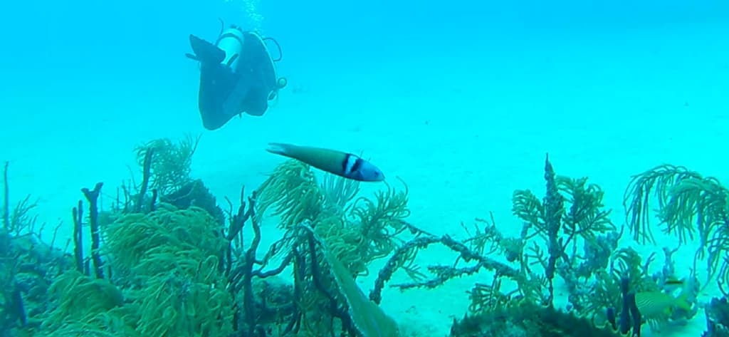 Bluehead Wrasse in a marine aquarium