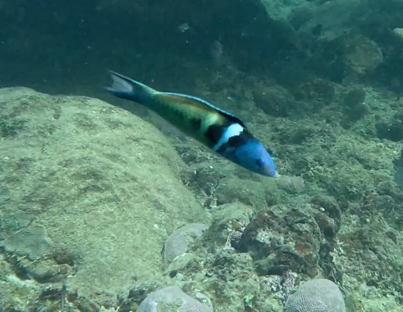 Bluehead Wrasse in a marine aquarium