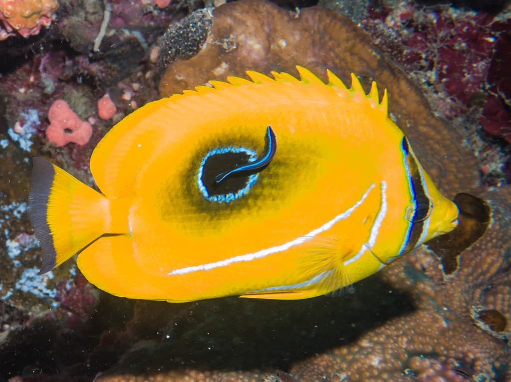 Bluelashed Butterflyfish in a marine aquarium