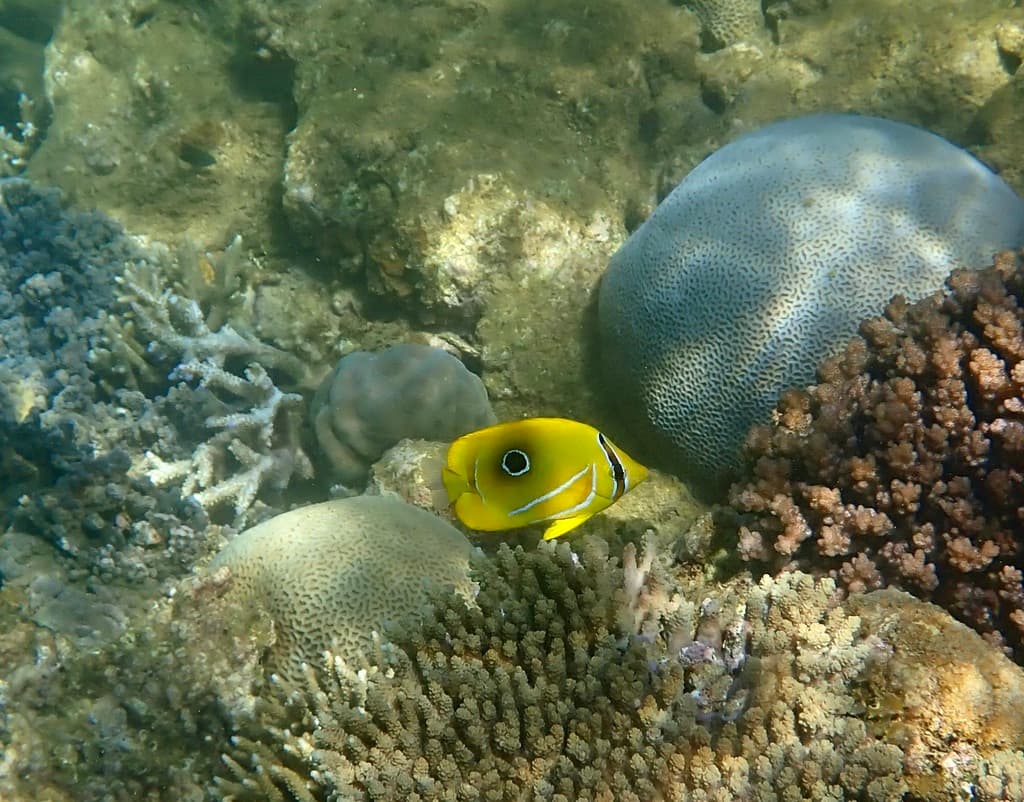 Bluelashed Butterflyfish in a marine aquarium