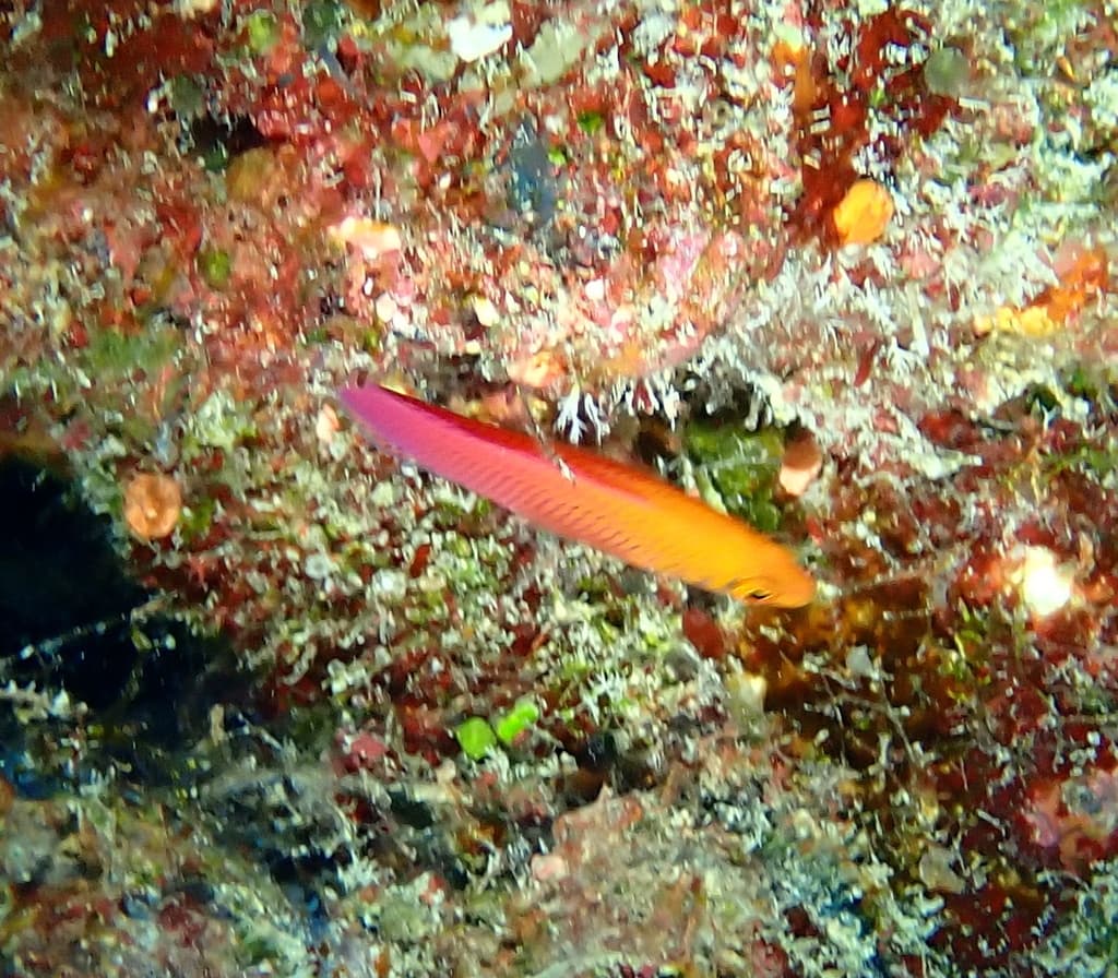 Bluelined Dottyback in a marine aquarium