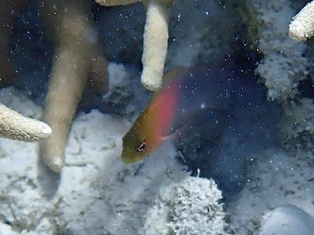 Bluelined Dottyback in a marine aquarium