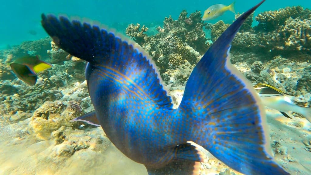 Bluelined Triggerfish in a marine aquarium