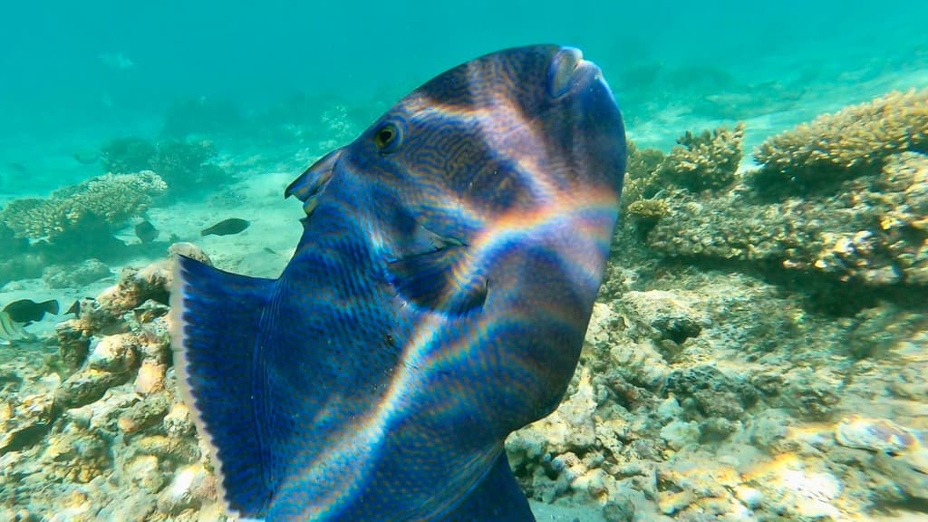 Bluelined Triggerfish in a marine aquarium