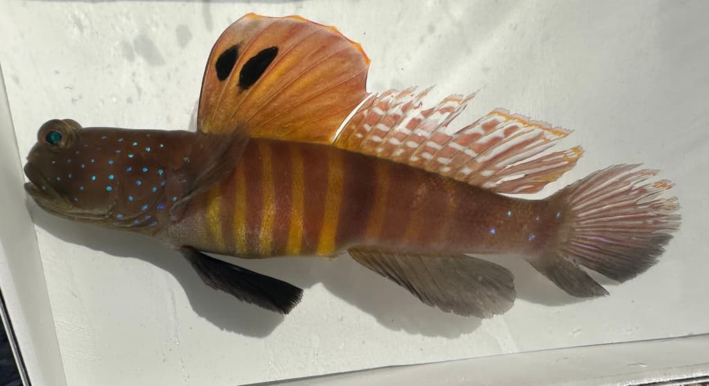 Bluespotted Watchman Goby in a marine aquarium