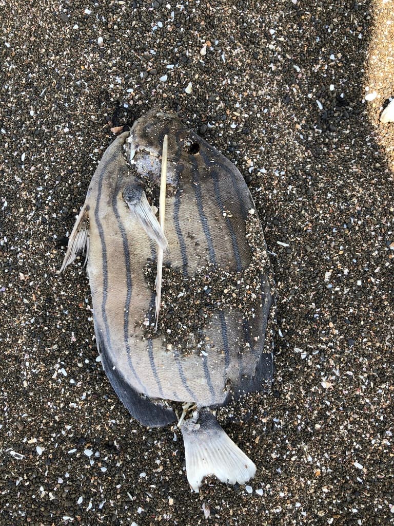 Bluestriped Angel in a marine aquarium
