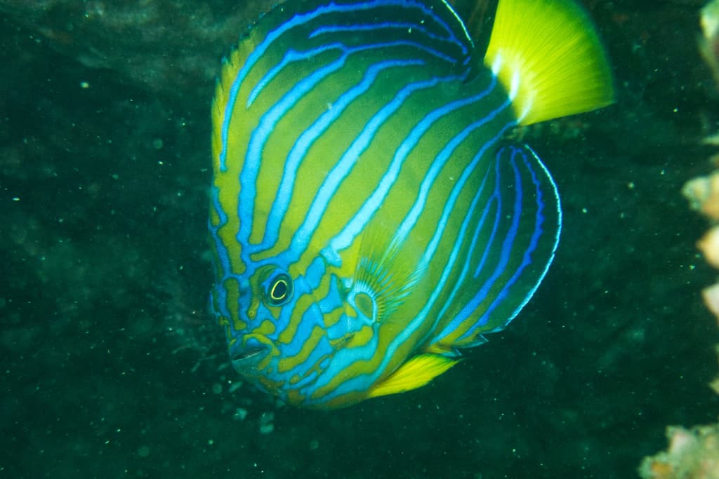 Bluestriped Angel in a marine aquarium