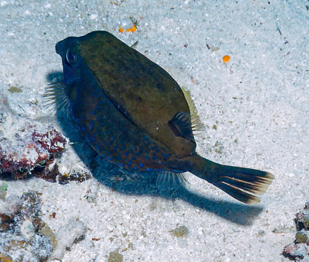 Bluetail Trunkfish in a marine aquarium