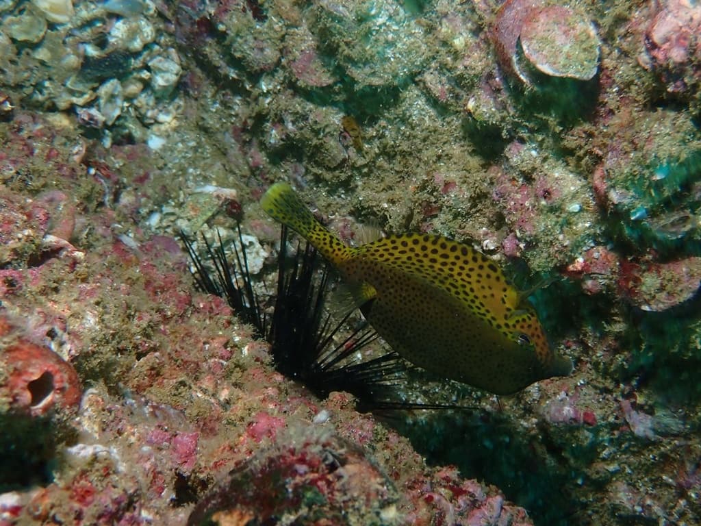 Bluetail Trunkfish in a marine aquarium