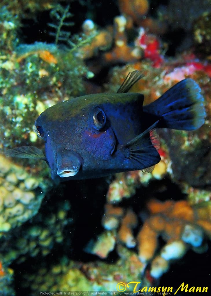 Bluetail Trunkfish in a marine aquarium