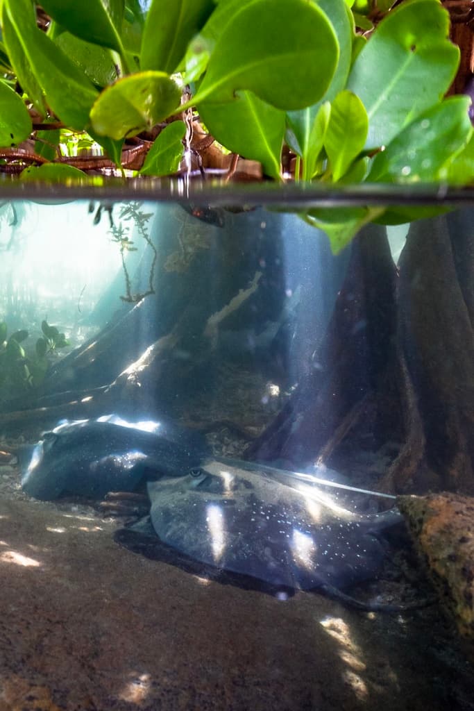Bluntnose Stingray in a marine aquarium