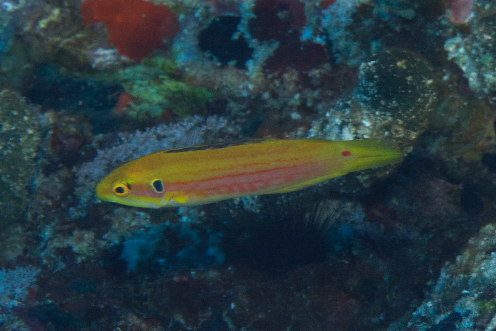 Bodianus Hogfish in a marine aquarium