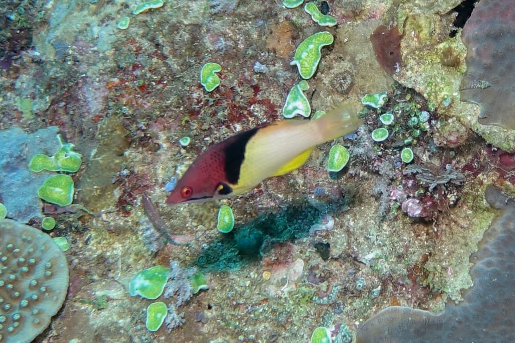 Bodianus Mesothorax in a marine aquarium