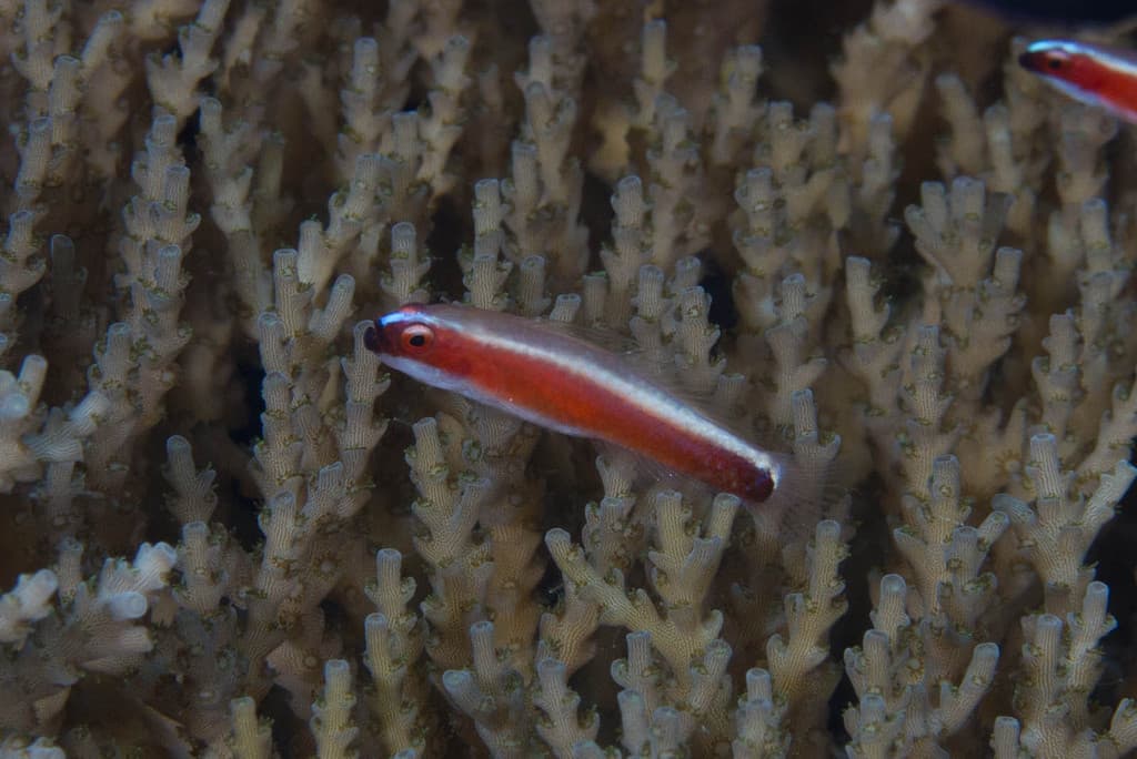 Brahm Eviota in a marine aquarium