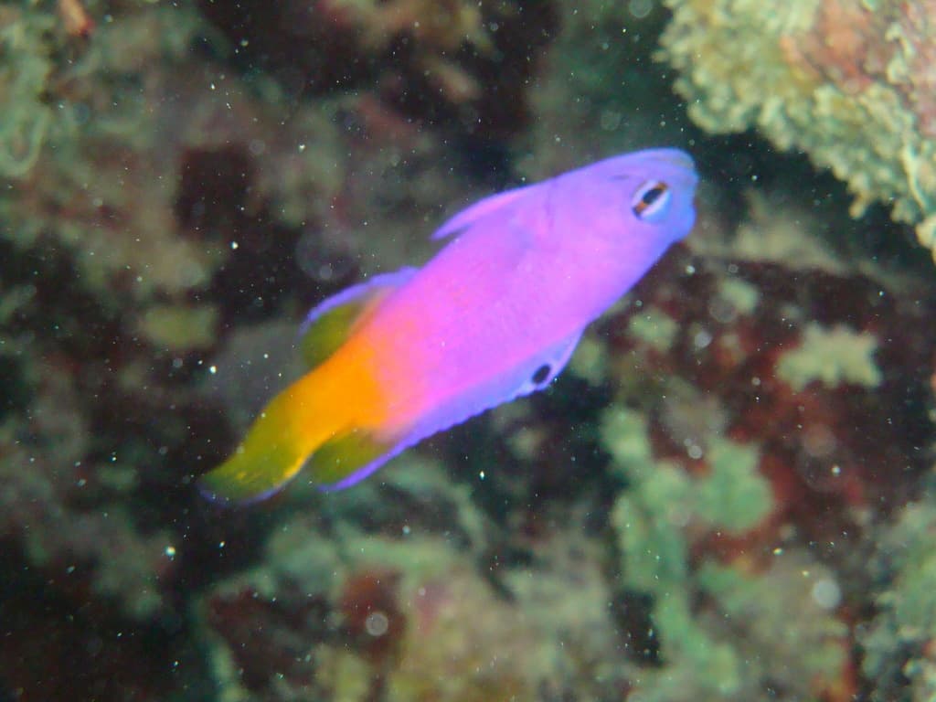 Brazilian Basslet in a marine aquarium