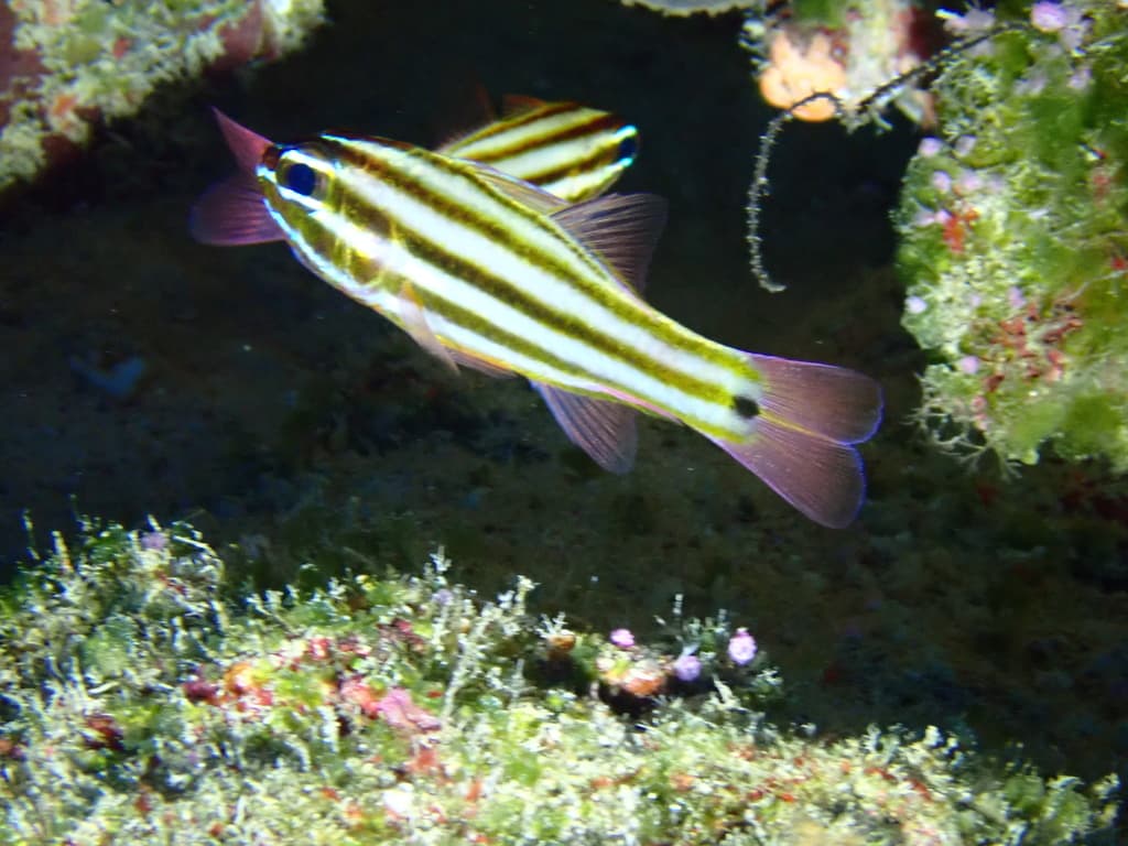 Broadstripe Cardinalfish in a marine aquarium