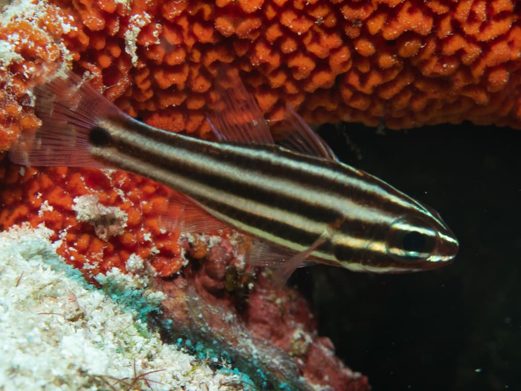 Broadstripe Cardinalfish in a marine aquarium