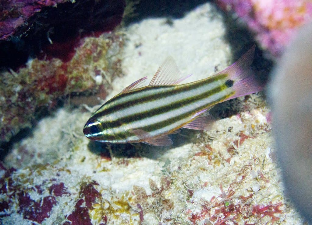 Broadstripe Cardinalfish in a marine aquarium