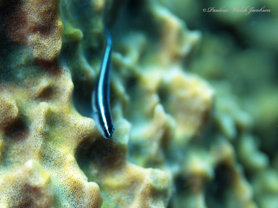 Broadstripe Goby in a marine aquarium