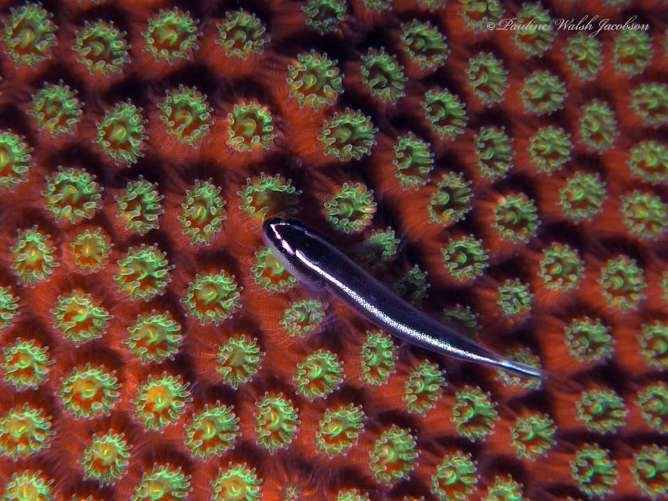 Broadstripe Goby in a marine aquarium