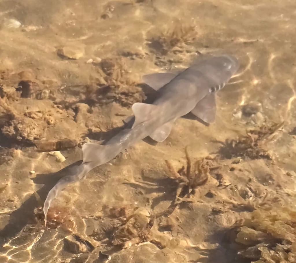 Brownbanded Bamboo Shark in a marine aquarium