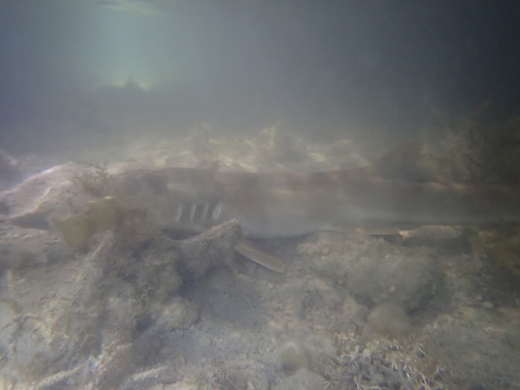 Brownbanded Bamboo Shark in a marine aquarium