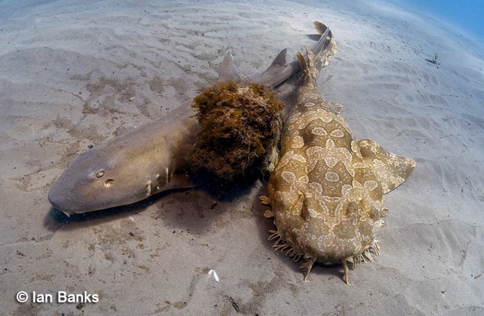 Brownbanded Bamboo Shark