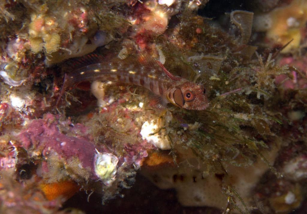 Browncheek Blenny in a marine aquarium
