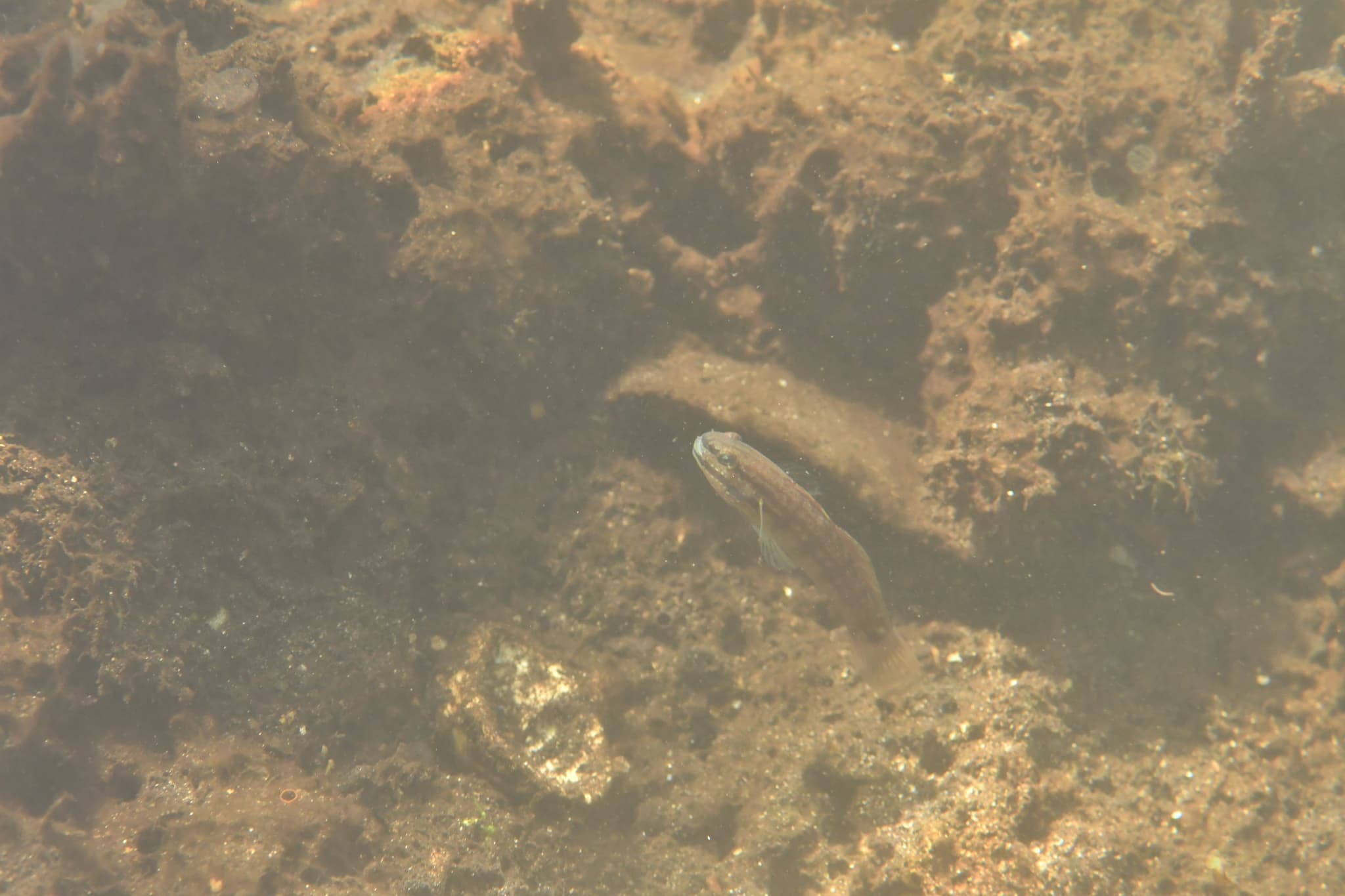 Buan Sand Goby in a marine aquarium