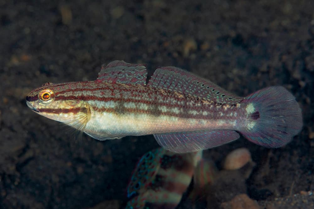 Buan Sand Goby in a marine aquarium