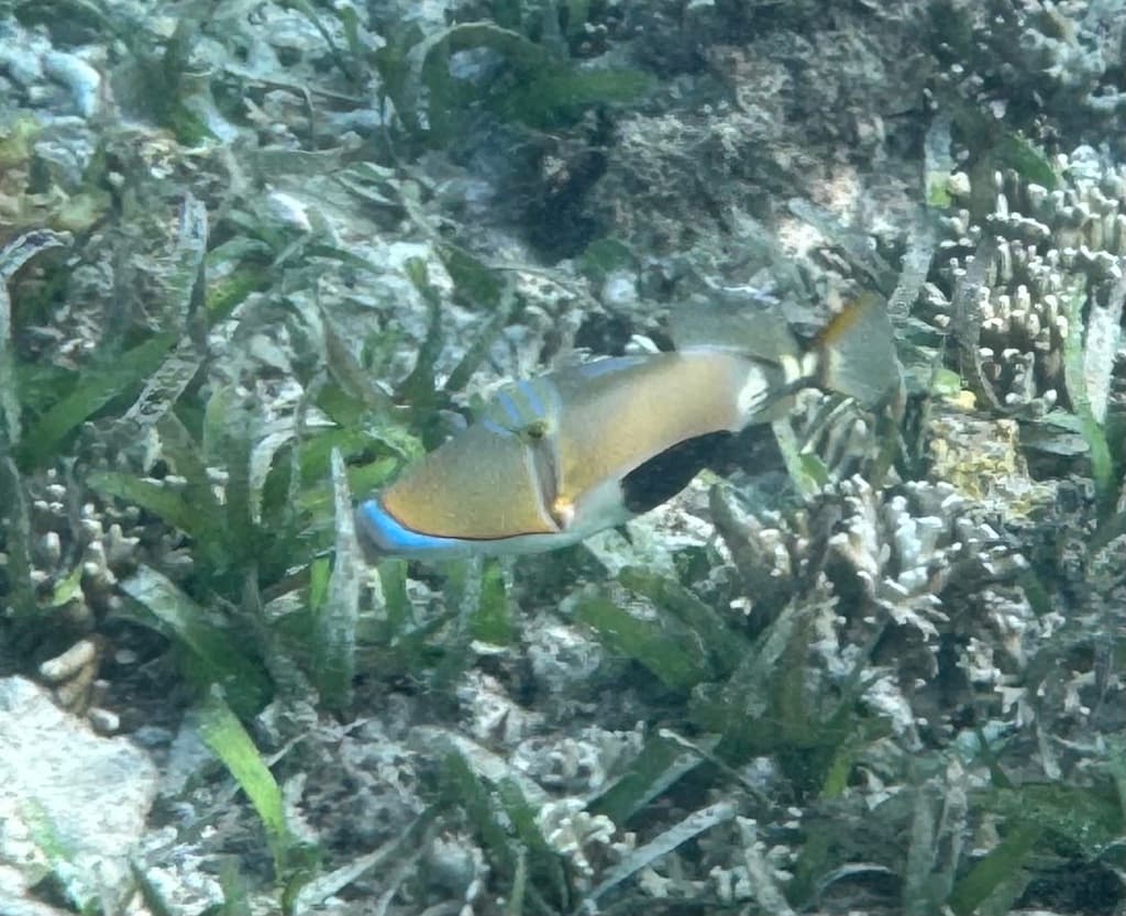 Bursa Triggerfish in a marine aquarium
