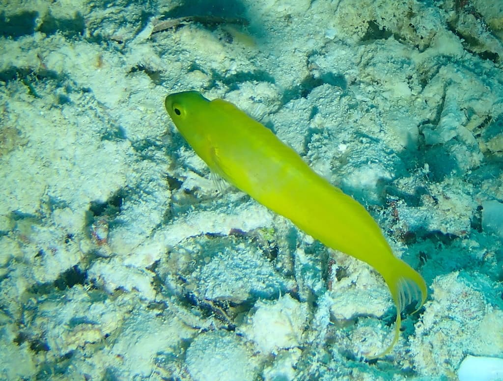 Canary Fang Blenny in a marine aquarium