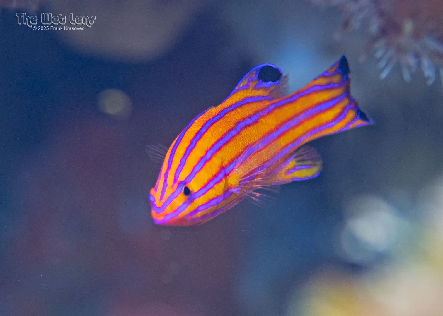 Candy Basslet in a marine aquarium