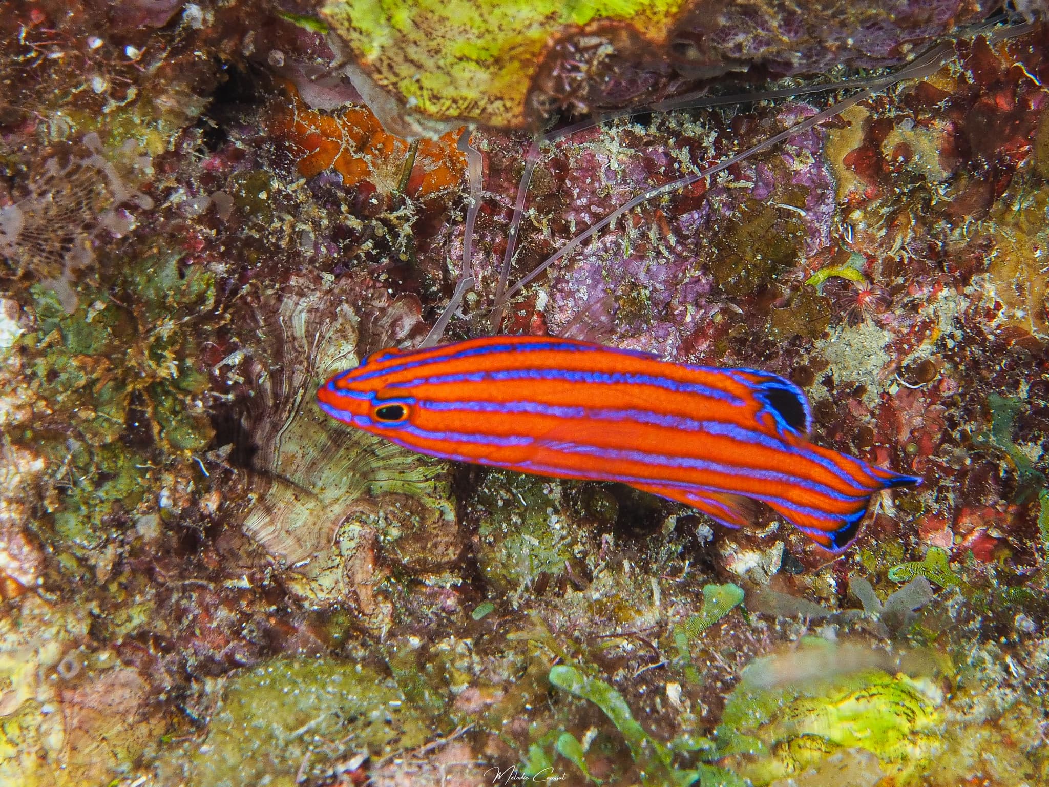 Candy Basslet in a marine aquarium