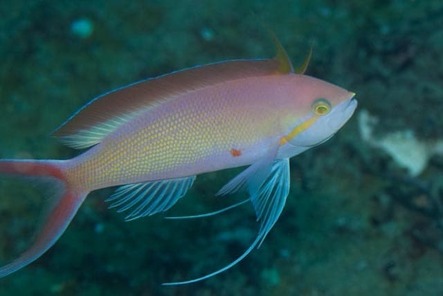 Carberryi Anthias in a marine aquarium