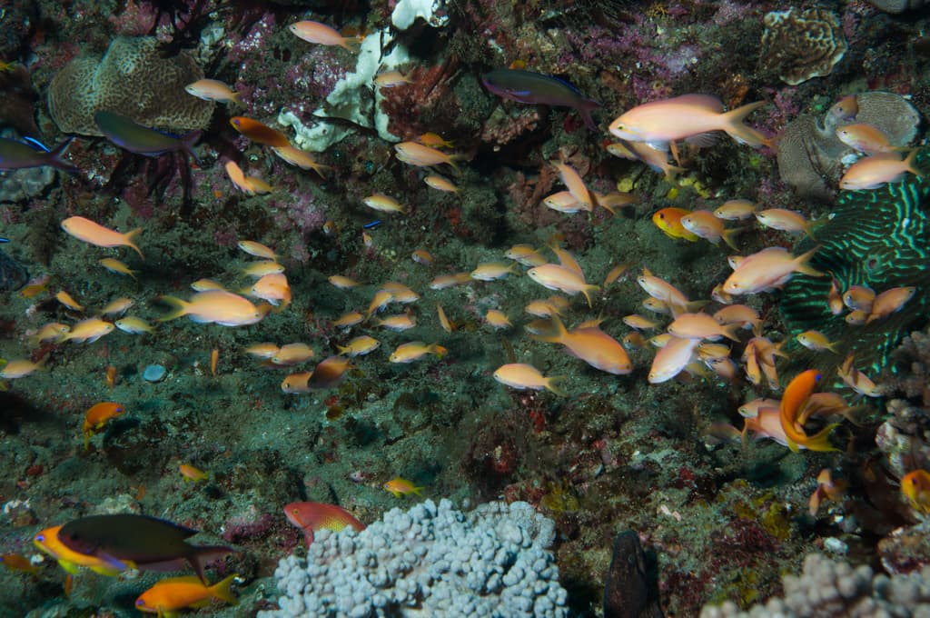 Carberryi Anthias in a marine aquarium