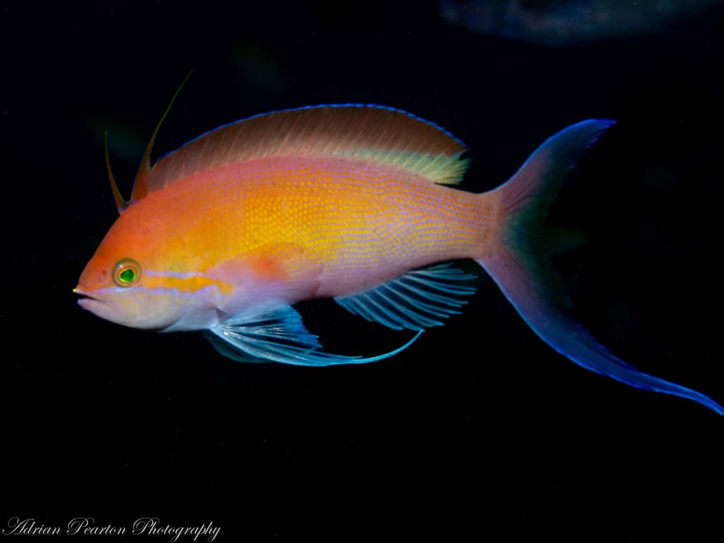 Carberryi Anthias in a marine aquarium