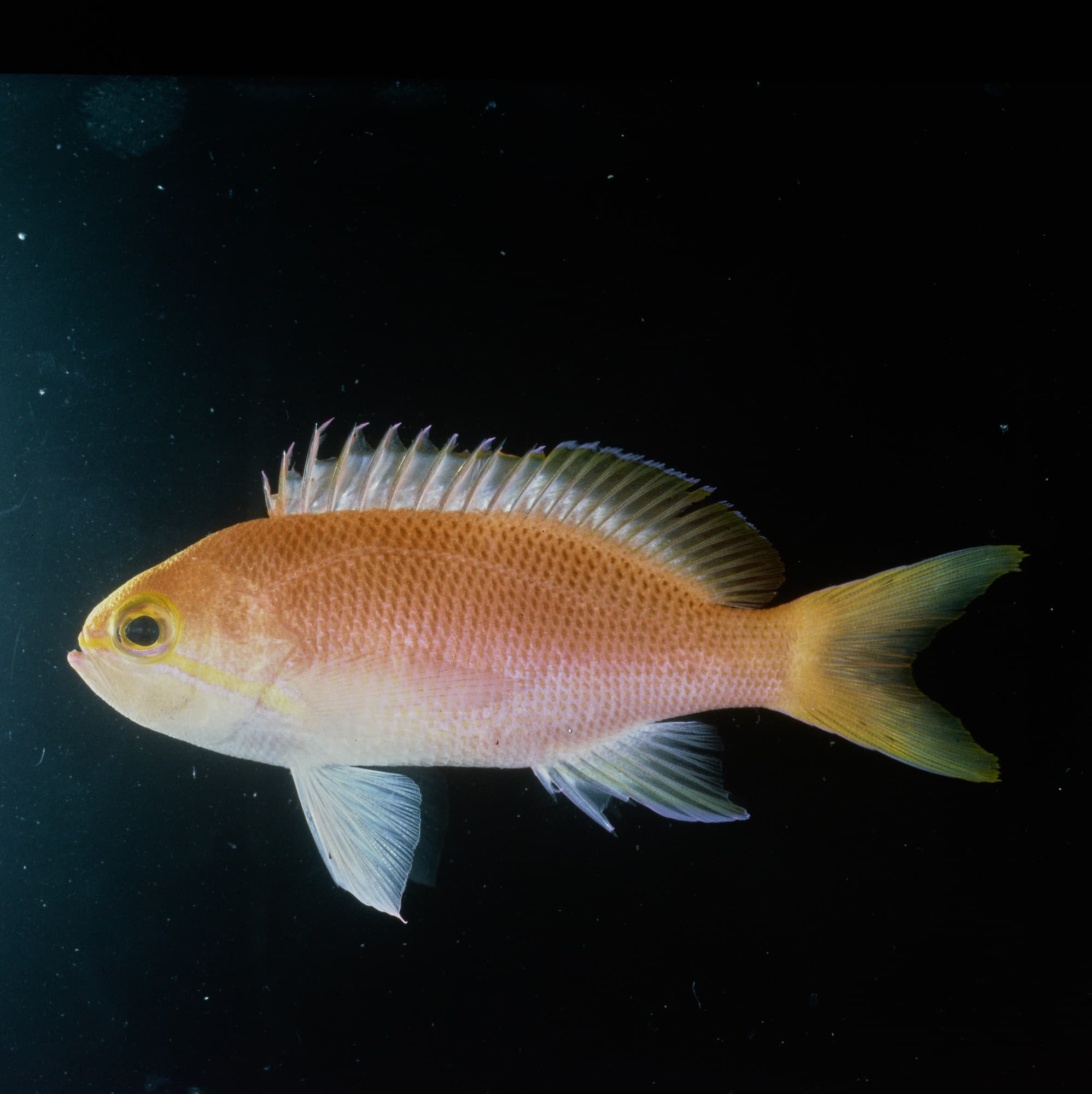 Carlsons Anthias in a marine aquarium