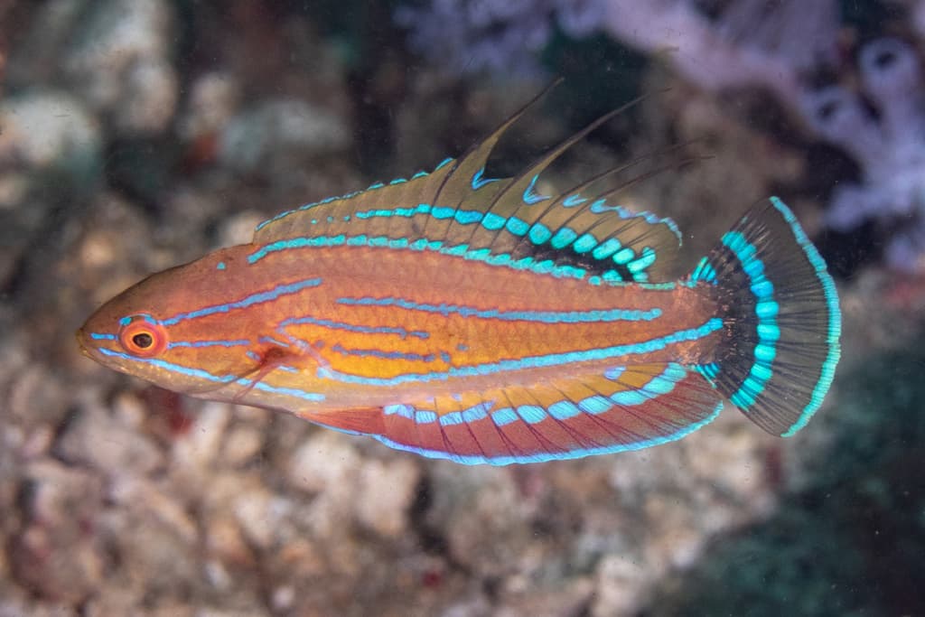 Carpenter's Flasher Wrasse performing courtship flash display