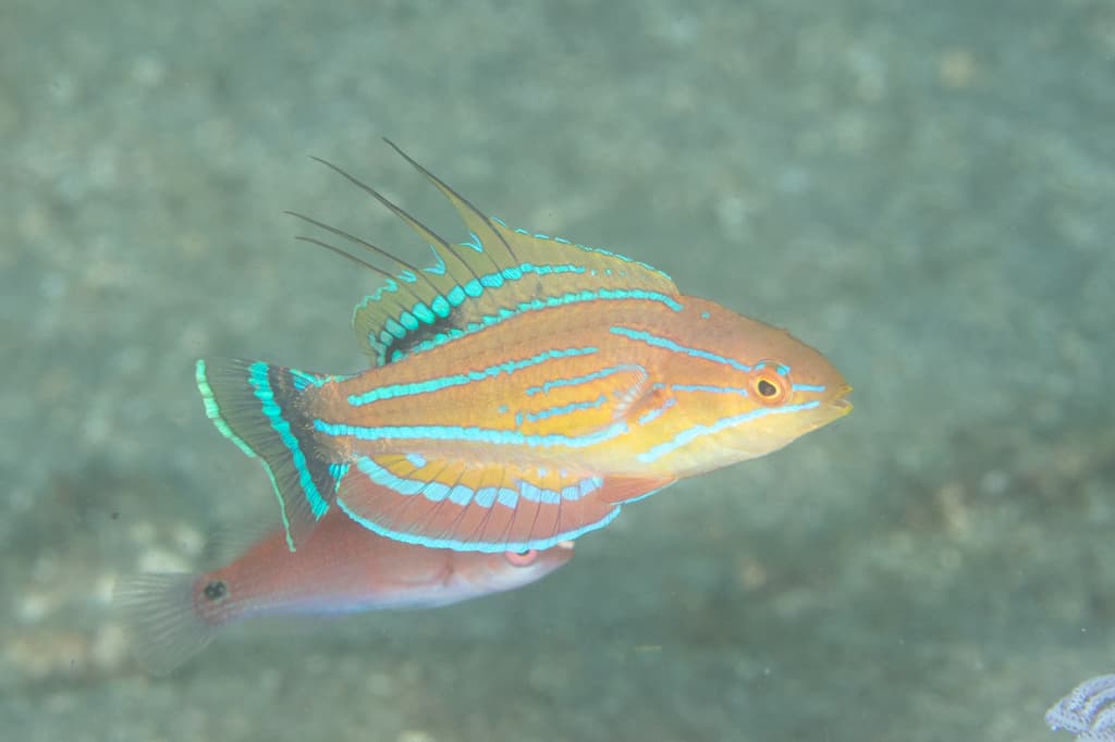 Carpenter's Flasher Wrasse pair in reef aquarium