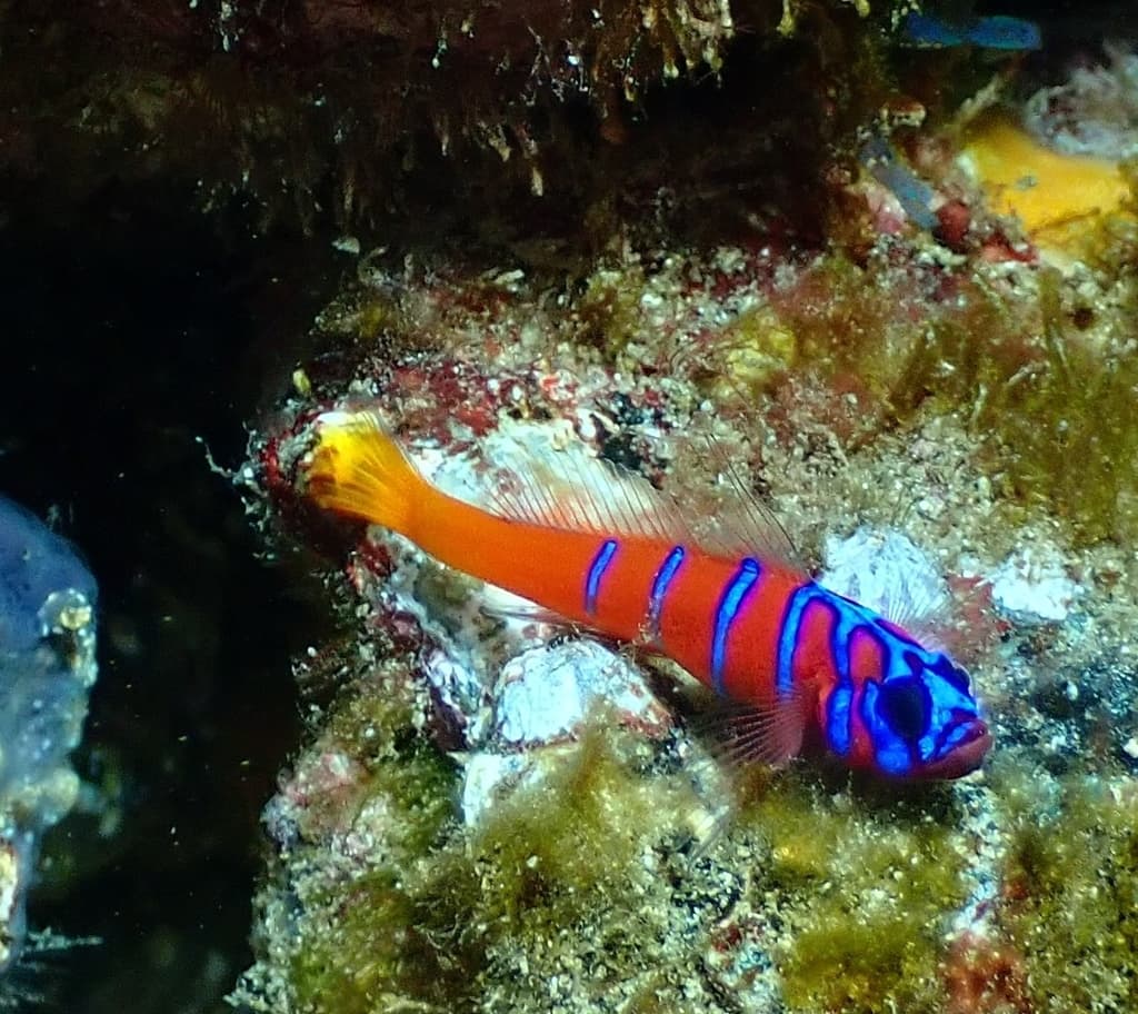 Catalina Goby in a marine aquarium