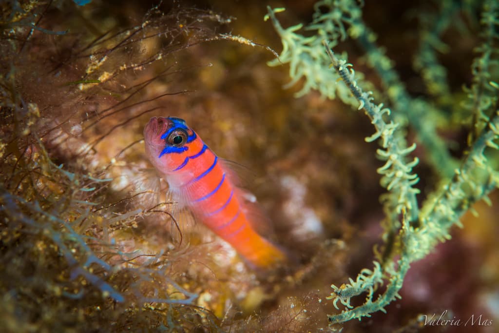 Catalina Goby in a marine aquarium