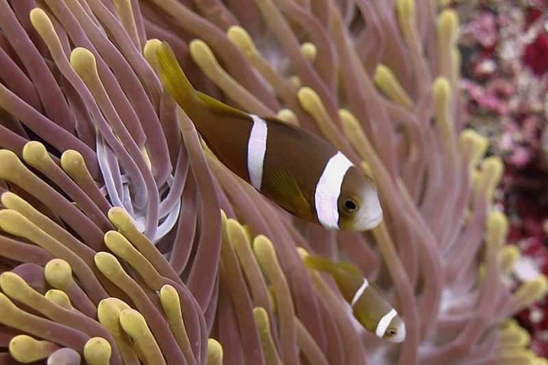 Chagos Clownfish in a marine aquarium