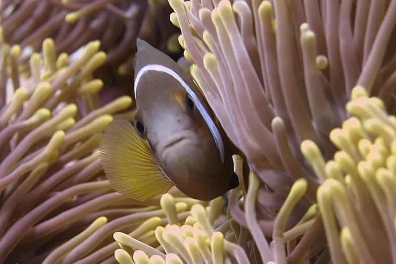 Chagos Clownfish in a marine aquarium
