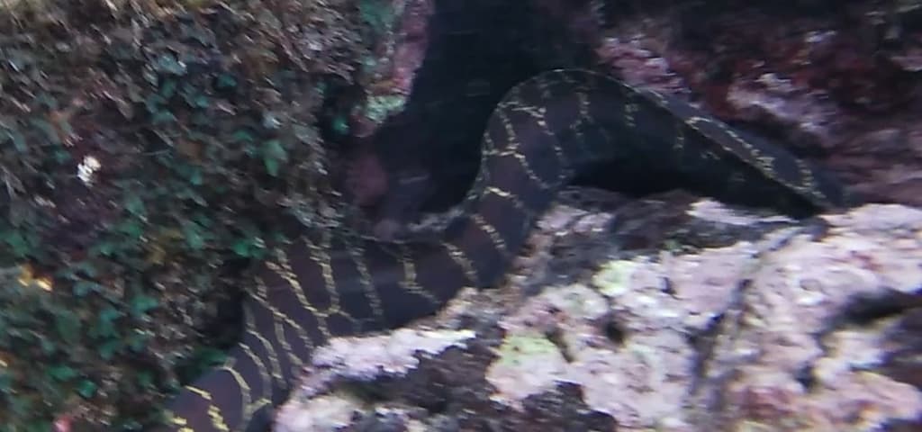 Chainlink Moray Eel in a marine aquarium