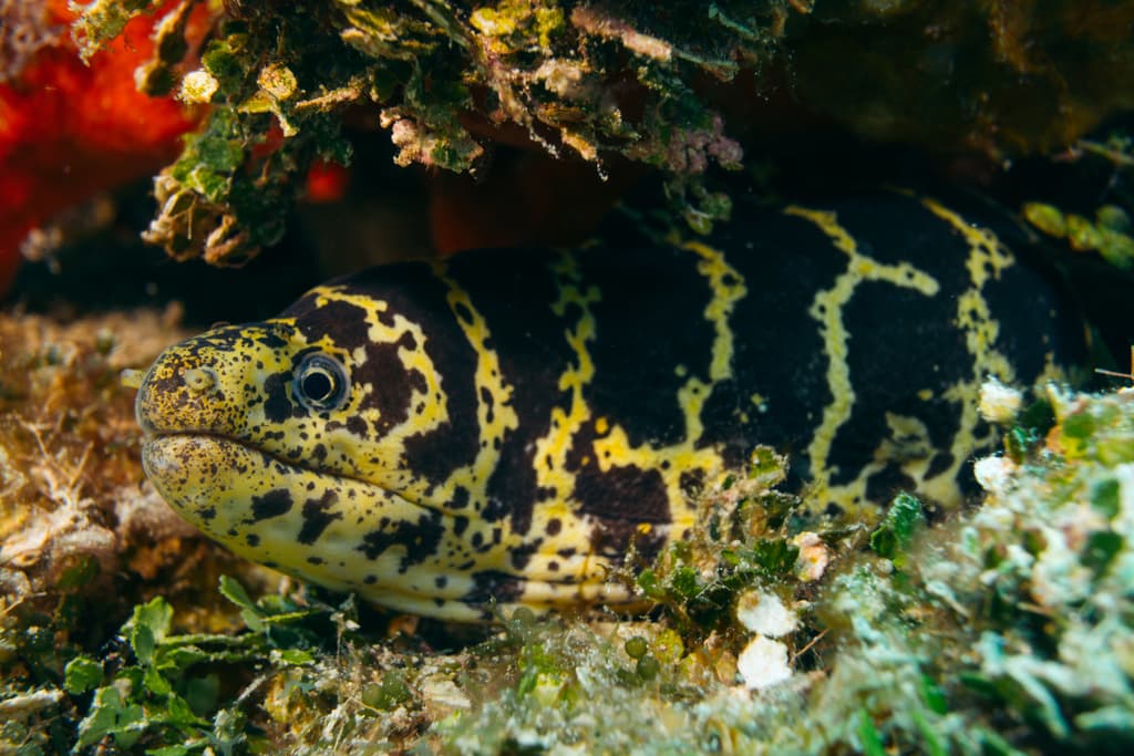 Chainlink Moray Eel in a marine aquarium