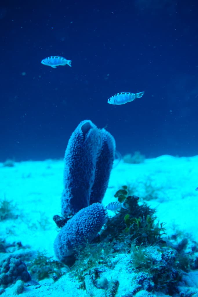 Chalk Bass Goby in a marine aquarium