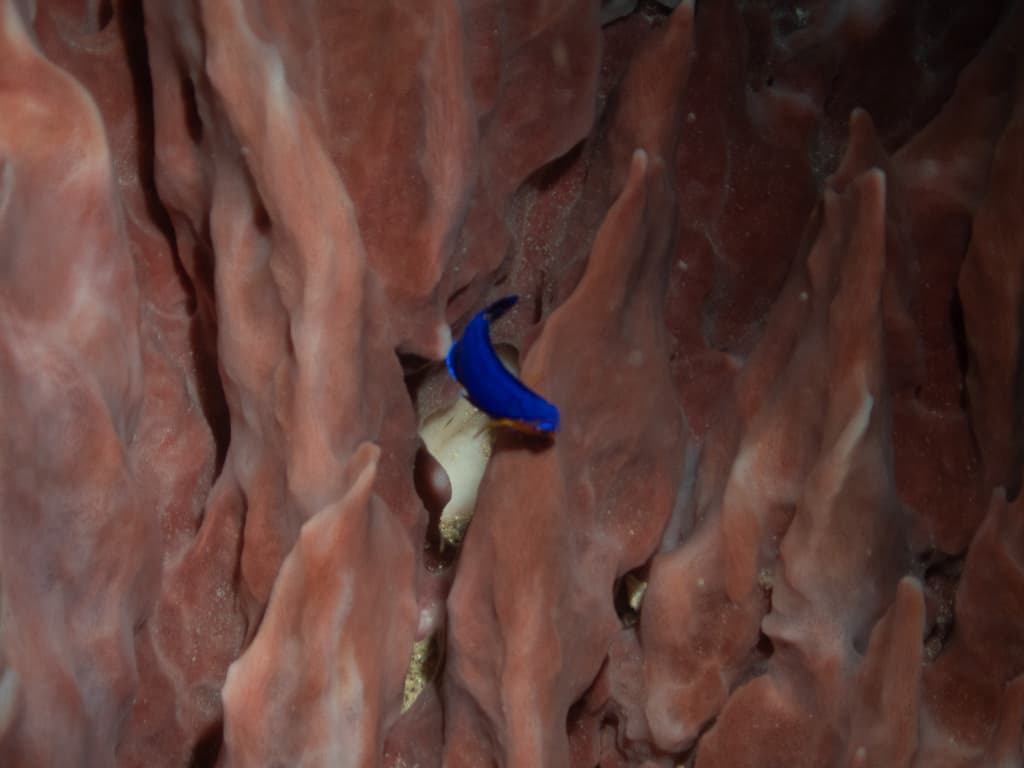Cherub Angelfish in a marine aquarium
